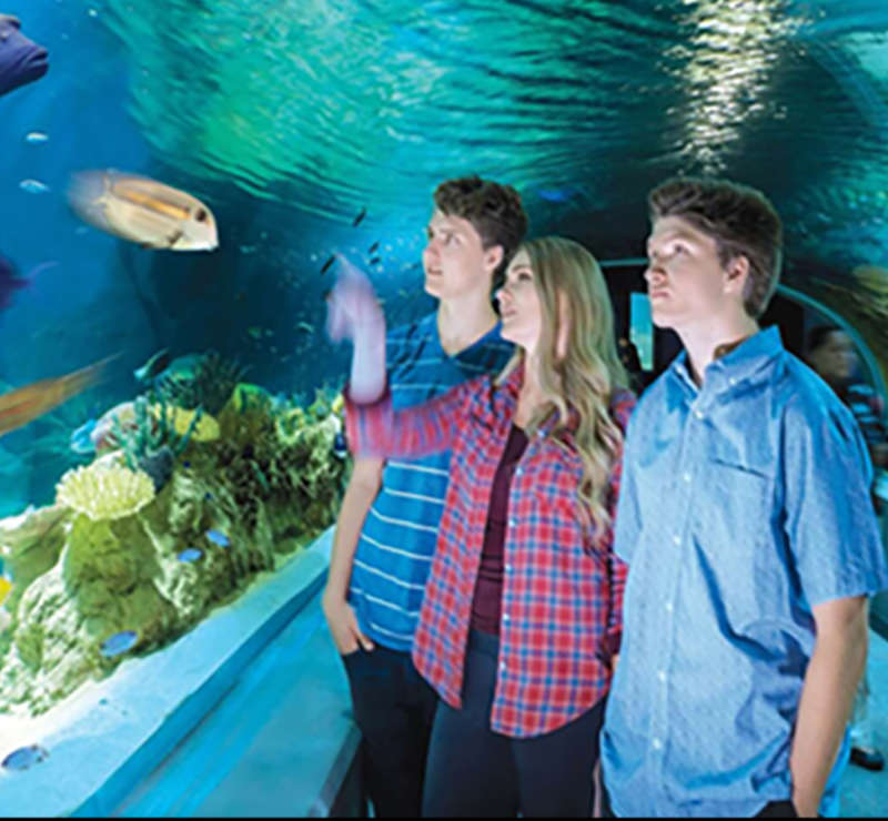 two men and a woman looking at sea animals at odysea aquarium